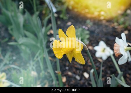 Une jonquille jaune vif, ornée de gouttes de pluie, se distingue dans un jardin, héraut des débuts frais du printemps Banque D'Images