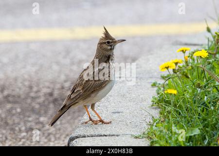 L'alouette à crête (Galerida cristata) sur un trottoir en béton avec des pissenlits à fleurs. Banque D'Images