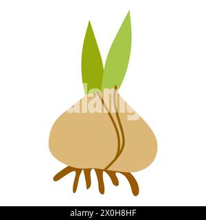 Bulbes de fleurs Vector Flat illustration isolé sur blanc. Élément de conception de printemps botanique de dessin animé avec des feuilles vertes. Nature concept, Young Onion. Graphique Illustration de Vecteur