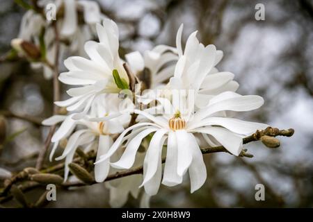 Belles fleurs de magnolia blanc dans le soleil de printemps Banque D'Images