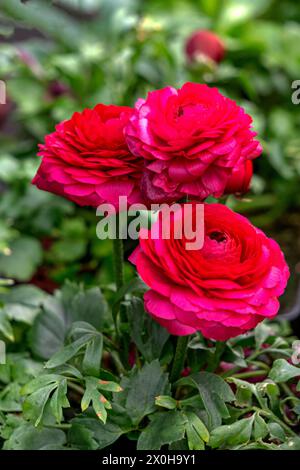 Des fleurs de ranoncule multicolores fleurissent dans un pot de fleurs dans une serre. Banque D'Images
