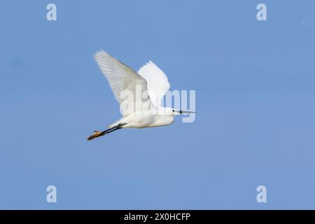 Little Egret, norfolk Marshlands, Cley Marshes, Royaume-Uni Banque D'Images