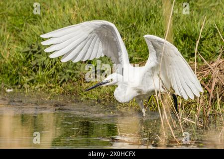 Little Egret, norfolk Marshlands, Cley Marshes, Royaume-Uni Banque D'Images