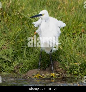 Little Egret, norfolk Marshlands, Cley Marshes, Royaume-Uni Banque D'Images