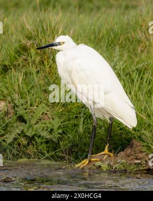 Little Egret, norfolk Marshlands, Cley Marshes, Royaume-Uni Banque D'Images