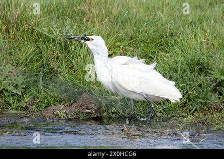 Little Egret, norfolk Marshlands, Cley Marshes, Royaume-Uni Banque D'Images