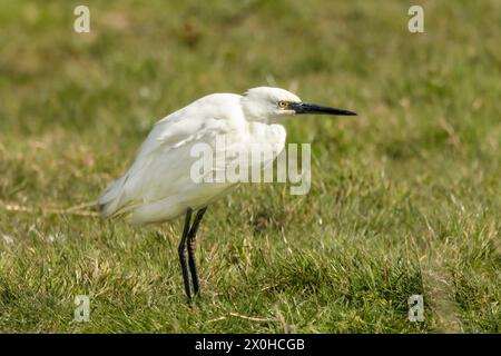 Little Egret, norfolk Marshlands, Cley Marshes, Royaume-Uni Banque D'Images