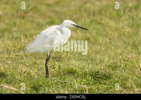 Little Egret, norfolk Marshlands, Cley Marshes, Royaume-Uni Banque D'Images