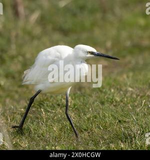 Little Egret, norfolk Marshlands, Cley Marshes, Royaume-Uni Banque D'Images