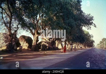 Rue avec une avenue d'arbres banyans [traduction automatique] Banque D'Images