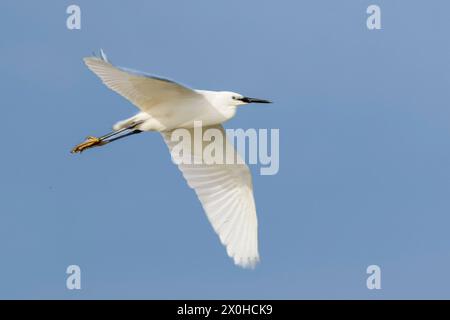 Little Egret, norfolk Marshlands, Cley Marshes, Royaume-Uni Banque D'Images