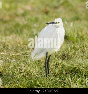 Little Egret, norfolk Marshlands, Cley Marshes, Royaume-Uni Banque D'Images