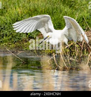 Little Egret, norfolk Marshlands, Cley Marshes, Royaume-Uni Banque D'Images