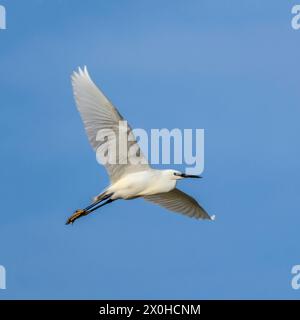 Little Egret, norfolk Marshlands, Cley Marshes, Royaume-Uni Banque D'Images