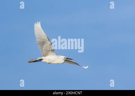 Little Egret, norfolk Marshlands, Cley Marshes, Royaume-Uni Banque D'Images