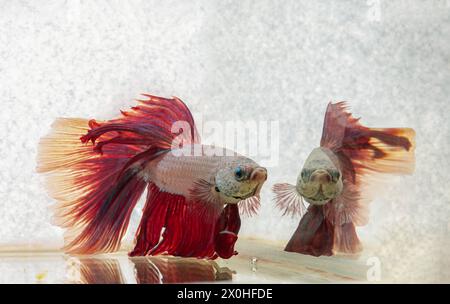Le reflet dans l'eau d'un poisson betta rouge ou poisson de combat siamois. Beau mouvement de Betta Splendens (Pla Kad). Mise au point sélective. Banque D'Images