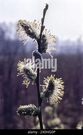 Branche droite avec des chatons de saule en fleur. Il y a des gouttes de rosée sur les inflorescences. [traduction automatique] Banque D'Images