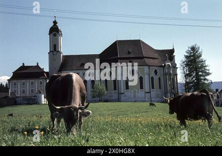 Les vaches paissent devant la célèbre église de Wieskirche [traduction automatique] Banque D'Images