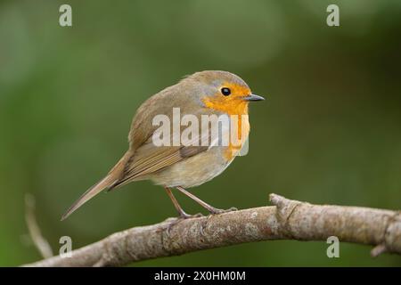 Vue latérale détaillée et rapprochée d'un oiseau rouge-rouge sauvage (Erithacus rubecula) debout isolé sur une branche d'arbre. Banque D'Images