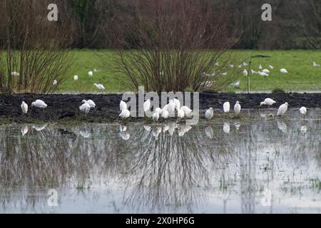 Troupeau d'aigrettes bovines (Bubulcus ibis) et une petite aigrette (Egretta garzetta) reposant et buvant sur des pâturages inondés, Somerset Levels, Royaume-Uni, janvier. Banque D'Images