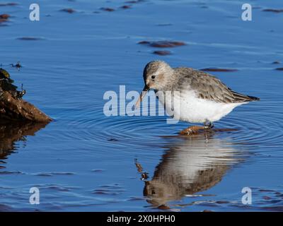 Dunlin (Calidris alpina) adulte en plumage hivernal se nourrissant sur des vasières exposées par une marée descendante, estuaire Exe, Devon, Royaume-Uni, janvier. Banque D'Images