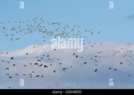 Troupeaux de vaillants (Vanellus vanellus) et de pluvialis apricaria (Pluvialis apricaria) volant au-dessus du ciel, réserve naturelle de Greylake RSPB, niveaux du Somerset, Royaume-Uni, janvier Banque D'Images