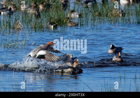 Wigeon (Anas penelope) tire à la poursuite d'un canard sur un marais inondé pendant la cour, réserve naturelle de Greylake RSPB, Somerset Levels, Royaume-Uni, janvier. Banque D'Images