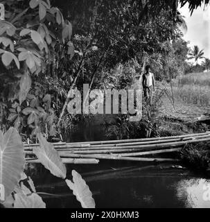 Un jeune homme marche le long d'un ruisseau près de Yogyakarta. Le remblai est bordé à gauche d'arbres et de buissons et à droite de champs de maïs. Certains poteaux en bambou sont posés sur le ruisseau comme un pont improvisé. [traduction automatique] Banque D'Images