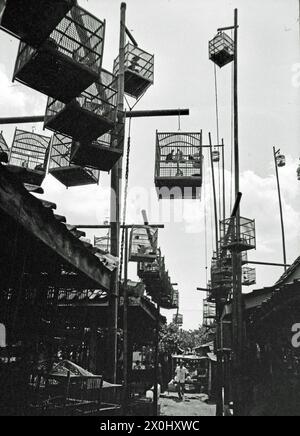 Vue le long d'une allée étroite sur un marché d'oiseaux à Yogyakarta en Indonésie. L'allée est étroite à gauche et à droite avec des étals du marché. Aux étals, des échafaudages élevés et des poteaux longs pendent de nombreuses cages d'oiseaux différentes. Elles sont en métal ou en matériau tissé et sont façonnées différemment. Les cages sur les poteaux longs peuvent être abaissées avec une poulie. [traduction automatique] Banque D'Images