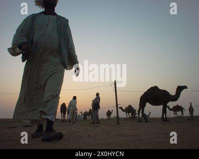 Le désert près de Riyad en Arabie Saoudite au coucher du soleil. Plusieurs chameaux sont debout dans une enceinte clôturée. Certains hommes en robe arabe traditionnelle se tiennent ensemble. [traduction automatique] Banque D'Images