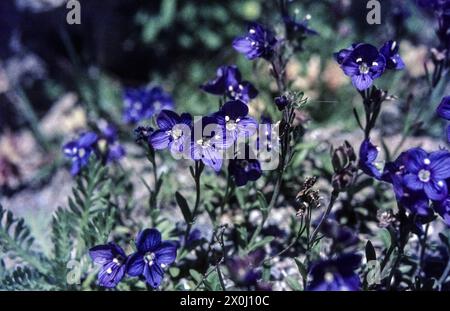 Le rock bleu speedwell [traduction automatique] Banque D'Images