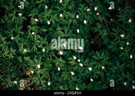 grand dégagement de gouttes de neige blanches, vue de dessus Banque D'Images