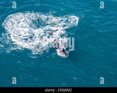 UNE mère de baleine à bosse et un veau vue aérienne au large de la côte de Cabo San Lucas, basse Californie sur, Mexique, océan Pacifique Banque D'Images