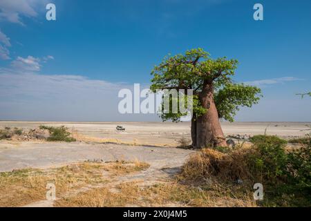Baobab dans l'île de Kubu, Botswana Banque D'Images