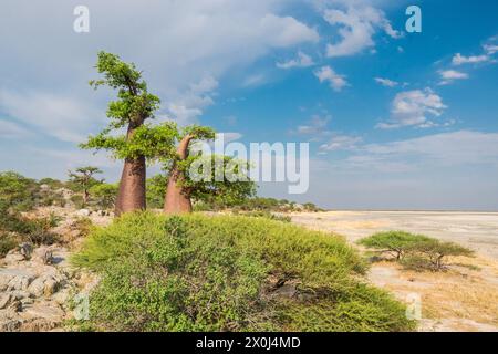 Baobab dans l'île de Kubu, Botswana Banque D'Images