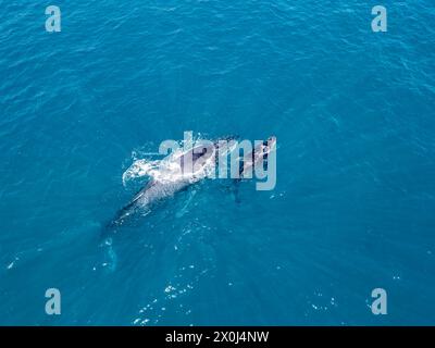 UNE mère de baleine à bosse et un veau vue aérienne au large de la côte de Cabo San Lucas, basse Californie sur, Mexique, océan Pacifique Banque D'Images