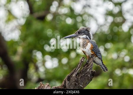 Kingfisher géant au bord de la rivière Chobe, Botswana Banque D'Images