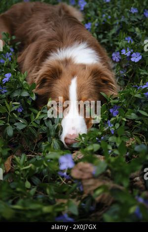 Un chien brun se trouve dans la forêt en clairière parmi les fleurs bleues de printemps pervenche sauvage. Berger australien avec les yeux tristes sur la promenade dans le parc, portrait en gros plan Banque D'Images