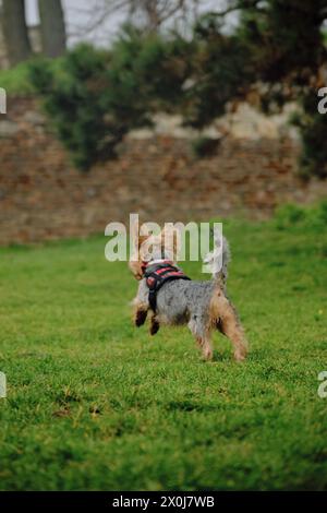 Un charmant terrier moelleux du Yorkshire traverse rapidement une clairière verdoyante. Un chien décoratif mignon joue sur une promenade dans le parc de printemps. Vue arrière Banque D'Images