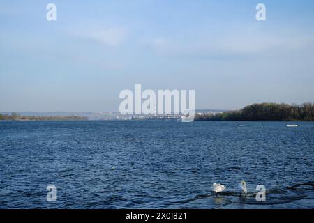 Une paire de cygnes blancs se tient dans l'eau sur les rives du Danube et brossent leurs plumes au coucher du soleil. District de Zemun. Vue panoramique de Belgra Banque D'Images