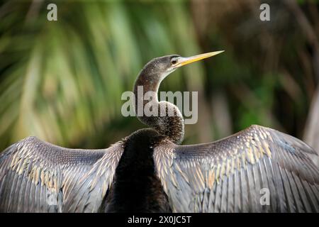 Anhinga, Snakebird, Darter, Darter américain ou dinde d'eau, Anhinga anhinga, Anhingidae, Suliformes. Tortuguero, Costa Rica. Pré-étalement, séchage des ailes Banque D'Images