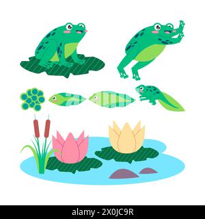 cycle de vie de grenouille de couleur verte grenouille têtard d'oeuf et créature amphibien adulte de transformation d'animal de grenouille Illustration de Vecteur