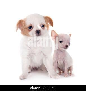 Peu chis in front of white background Banque D'Images