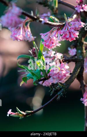 Boule de neige hivernale fleurie, boule de neige Bodnant (Viburnum x bodnantense) Banque D'Images