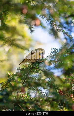 Siskin (Spinus spinus) mangeant des graines de pruche (Tsuga) Banque D'Images