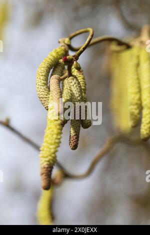 Fleurs mâles (chatons) et femelles d'un noisetier tire-bouchon 'Contorta' (Corylus avellana 'Contorta') Banque D'Images