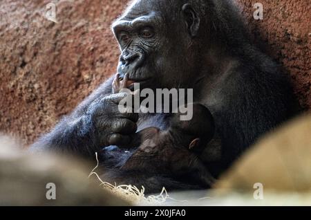 Prague, République tchèque. 12 avril 2024. Nouveau-né d'un gorille des plaines de l'Ouest (Gorilla Gorilla Gorilla) photographié au zoo de Prague, République tchèque, le 12 avril 2024. C'est le deuxième gorille né au zoo de Prague cette année. Sa mère est une femelle Kijivu. Crédit : Roman Vondrous/CTK photo/Alamy Live News Banque D'Images
