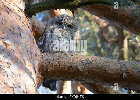 Jeune hibou tawny curieux un dans un pin (Strix aluco) Banque D'Images