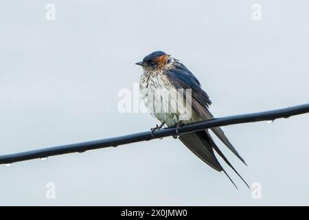 Hirondelle rougie, Cecropis daurica, puits adulte célibataire avec pluie perchée sur fil fin, mai po, Hong Kong Banque D'Images