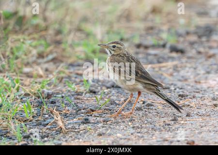 Pipit de Richard, Anthus richardi, adulte seul debout sur une végétation courte, réserve de mai po, Hong Kong Banque D'Images